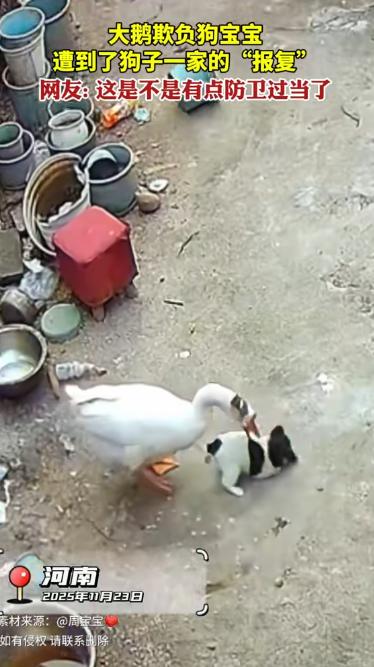 11月23日，河南一女子办完事回家，发现自家大鹅死了！她以为家里进了贼，结果查看