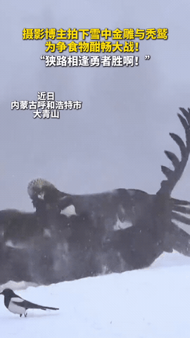 万万没想到！内蒙古呼和浩特一摄影博主去野外雪地拍照，没想到发现两只“大鸟”在搏斗