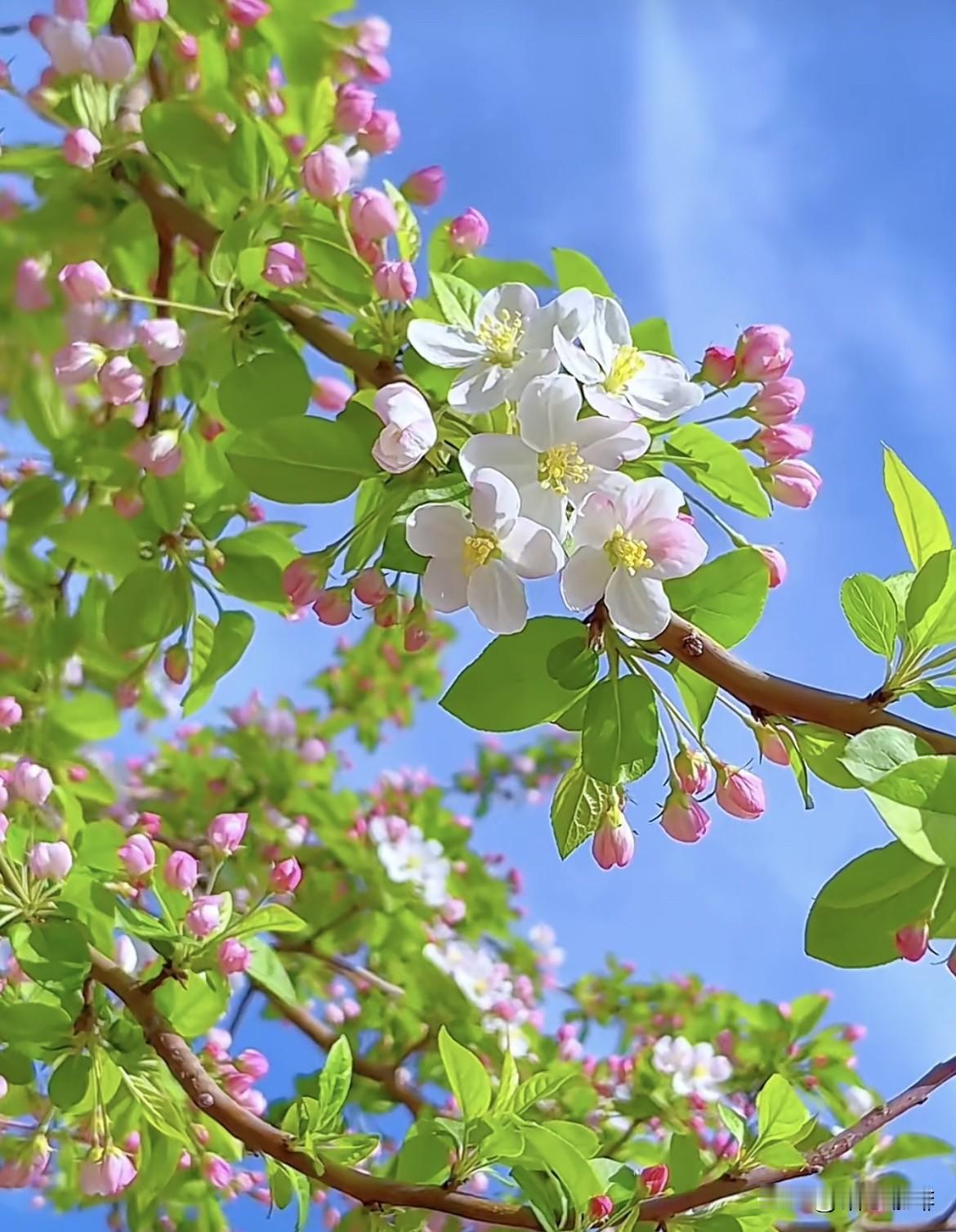 花开有期，岁月无声，总有一些美好，在这个春日里与你不期而遇。