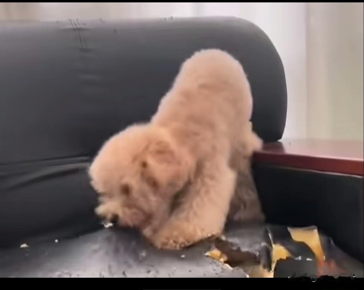 收养的小狗挑食被揍后在家撕咬沙发，无奈回家打断后腿扔出去了。这条小狗是同事搬家送