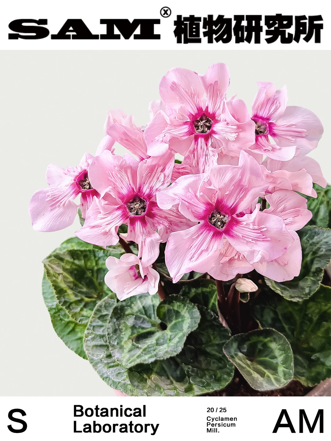 樱花仙客来｜Cyclamen Persicum Mill.