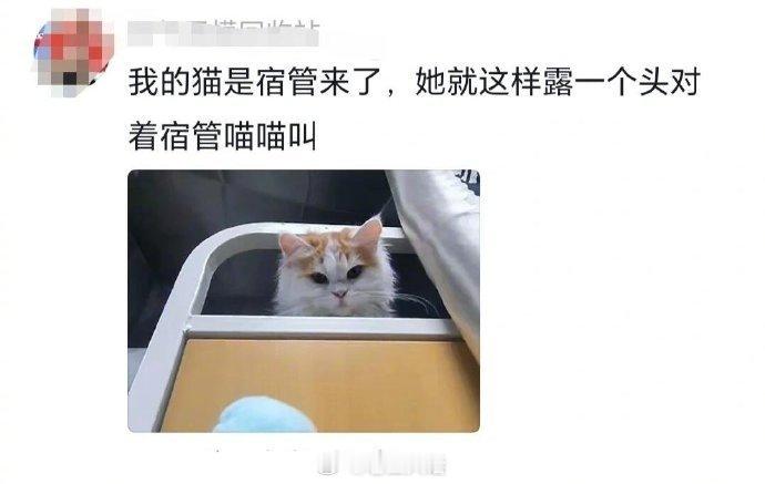 宿舍养的小猫咪是怎么被发现的​​​