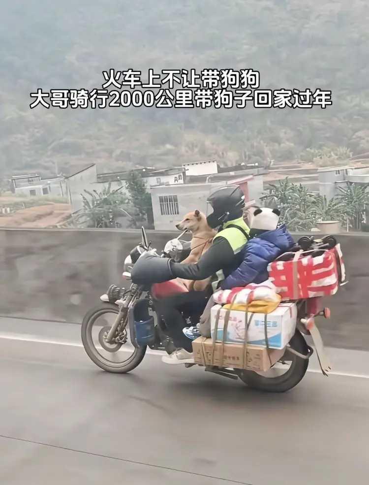 为了带狗狗回家过年，大哥也是拼了。2000公里的路程，大哥硬是驾着摩托车回去。