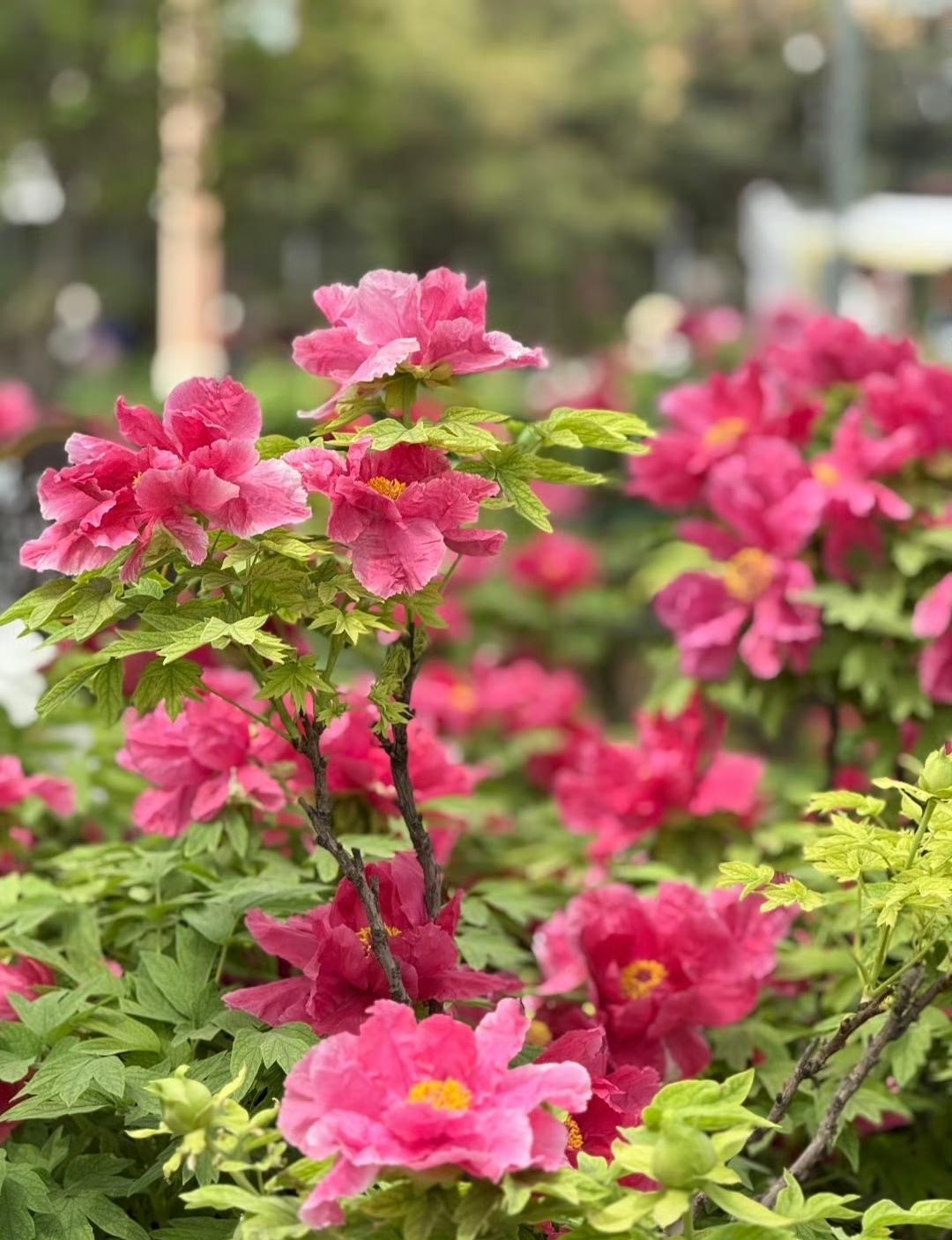 “财似繁花四季新…”​​​沐风书画