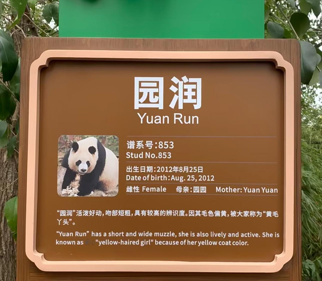小狗原来生的是龙凤胎啊，还是在自己生日这天生的笑死[笑着哭]，又多了两个可爱的