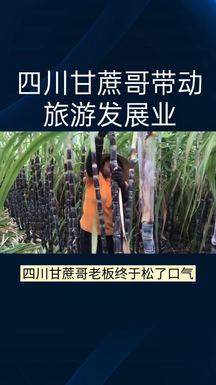 四川甘蔗哥带动旅游发展业。四川甘蔗哥老板终于松了口气，几十亩甘蔗终于被偷完了。