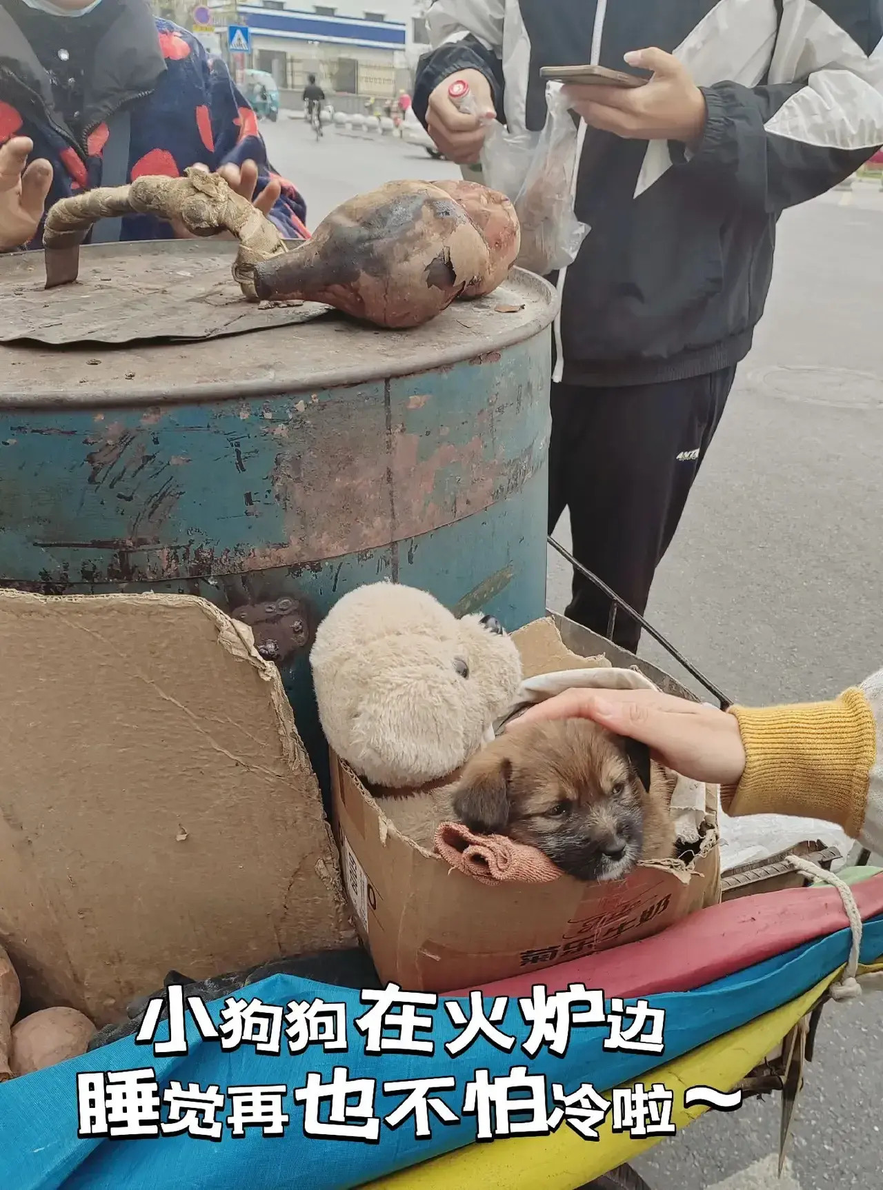 小蜜薯曾经是一条流浪小狗，如今它有家有主人疼有幸福了，愿善良的人都有好报。一位卖