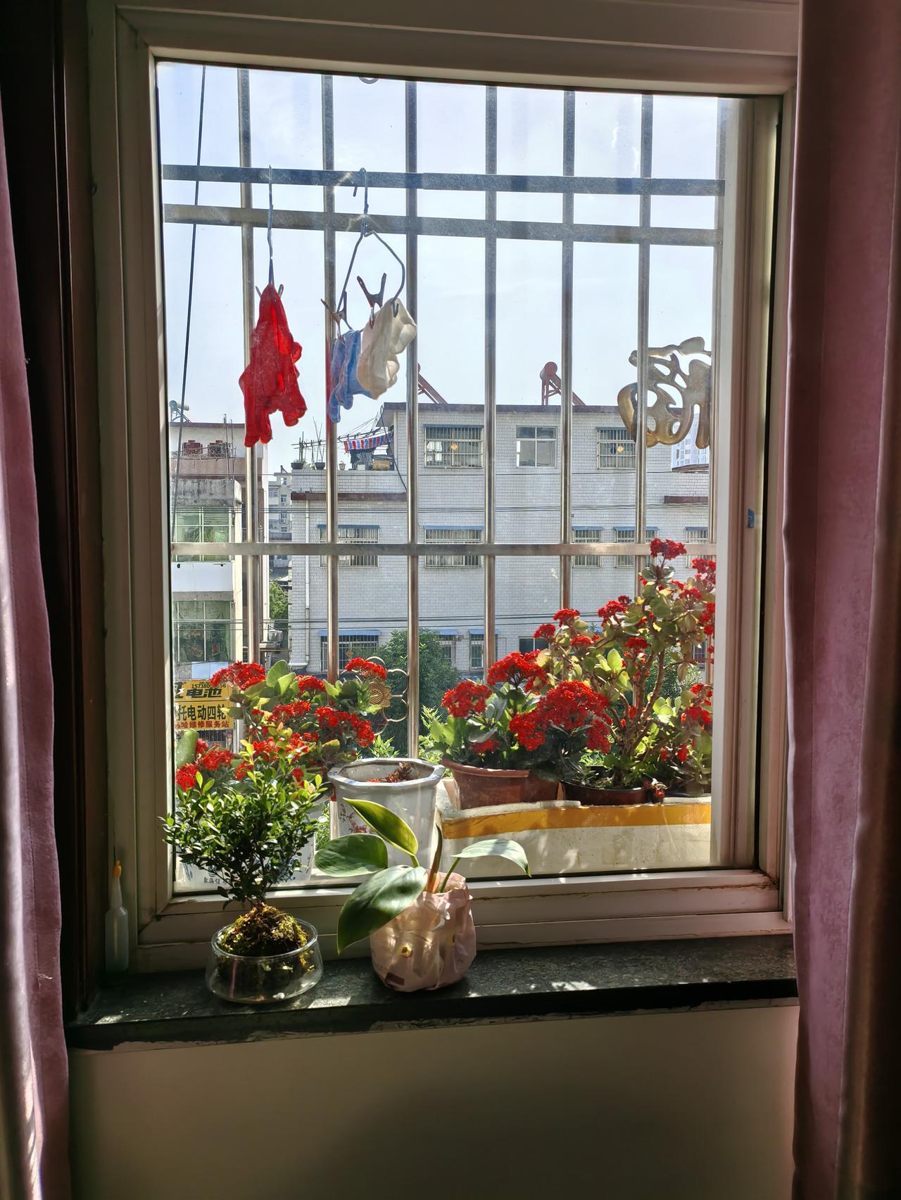 忍不住想吐槽。我养了好几盆长寿花，已经养了五六年了，大红色的，开花的时候格外灿烂
