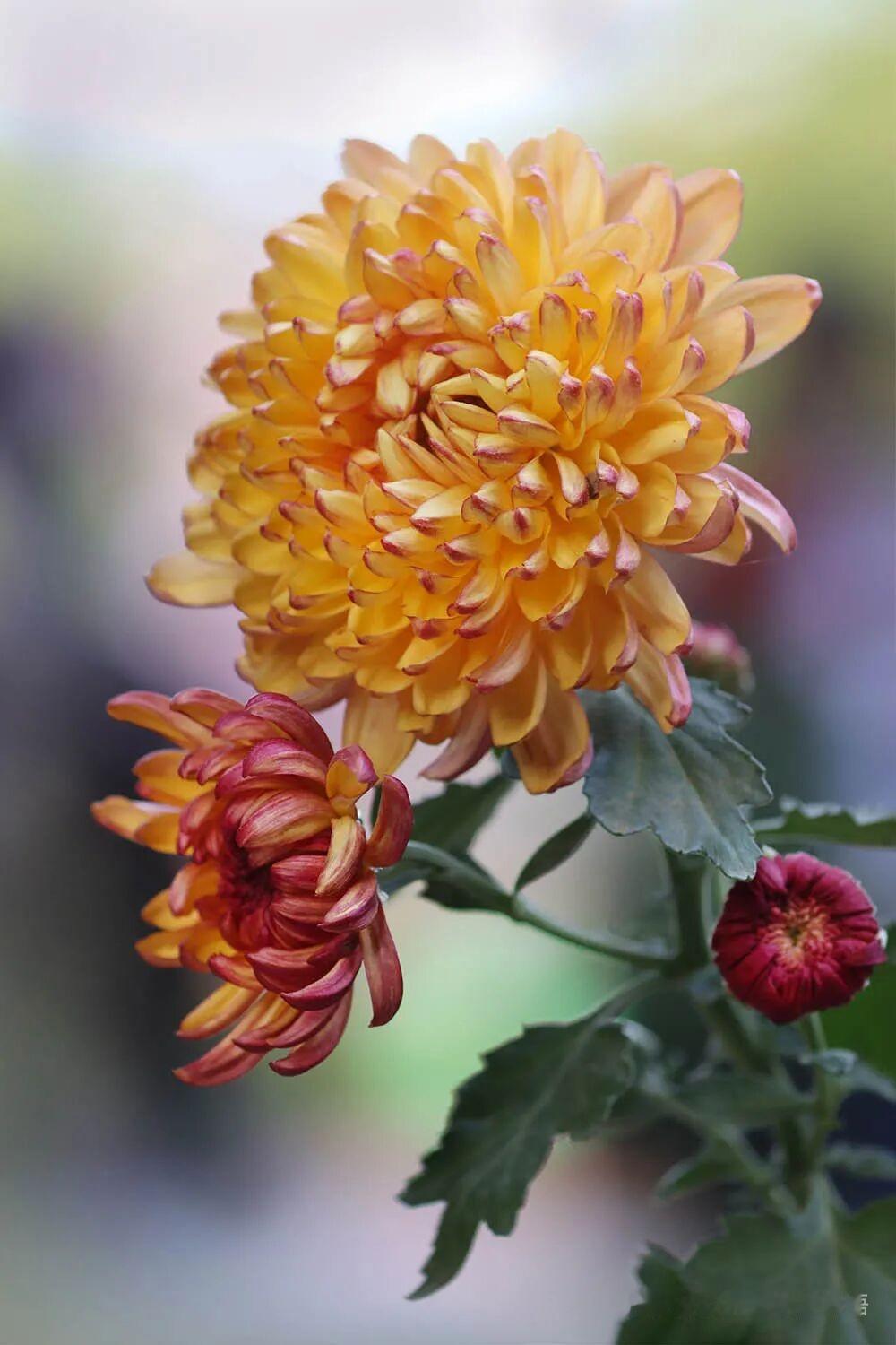 这簇秋菊，是深秋里最耀眼的火焰。主花金黄如蜜蜡雕琢，层层花瓣边缘泛着胭脂红，像被