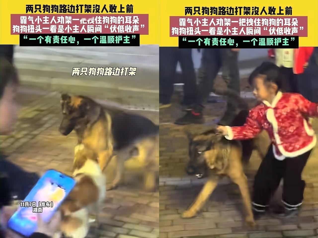 “笑不活了！”湖南，两只狗狗在路上突然打起来，围观的大人都不敢上前，没想到人
