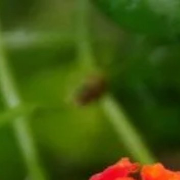 种植🌹五色梅修剪方法1.修剪时间（1）春季修剪：春季是五色梅生长旺盛的时期，