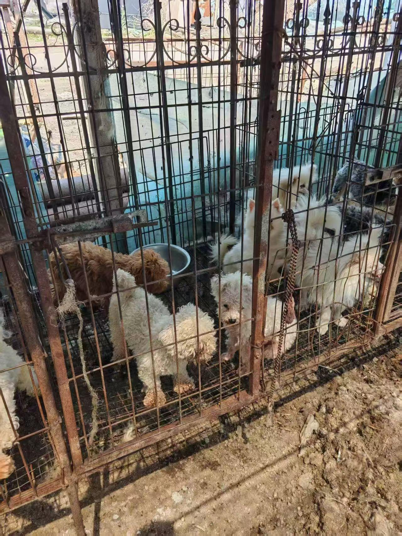这段令人刻骨铭心的视频画面，是一位送货师傅替老板拉货回来的时候，无意间经过一处屠