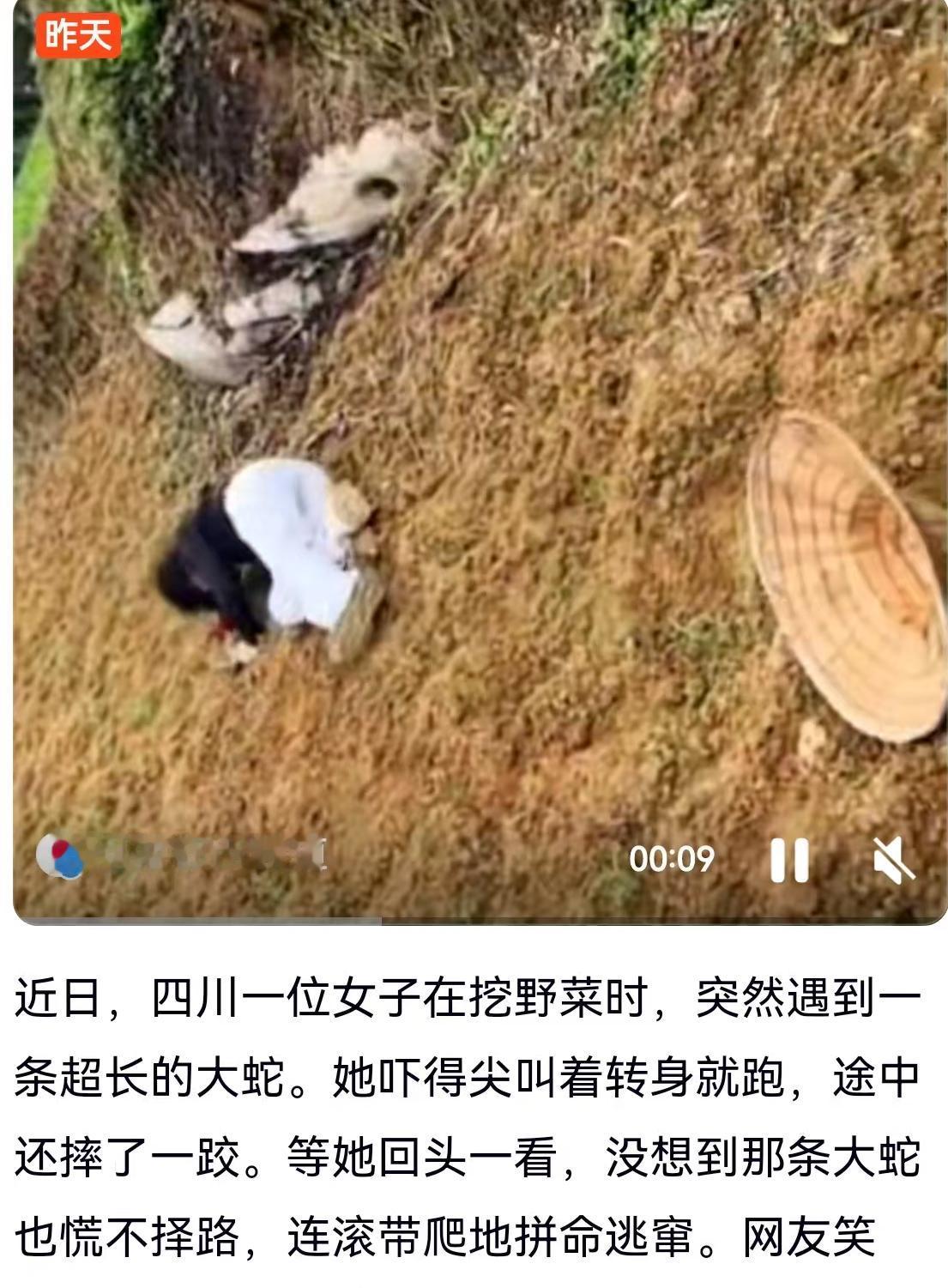 四川的乡野山间，一场原本平常的挖野菜行动，意外演变成了一出让人啼笑皆非又暗藏凶险