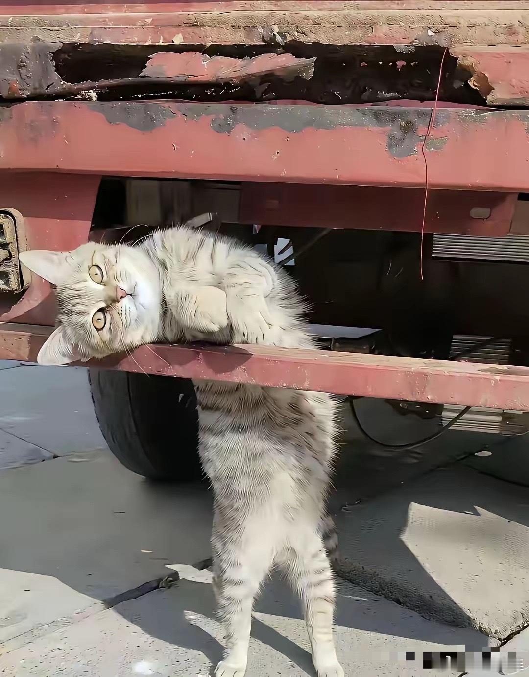 武汉货运司机陈磊，在服务区顺手给了流浪猫半个鸡腿，结果被这小东西硬生生跟了三百多
