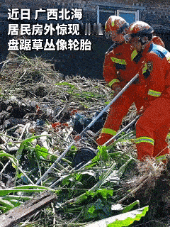 “活久见！”广西北海，一居民准备出门，刚走出院子，发现，草丛里盘着一条巨蟒，粗得