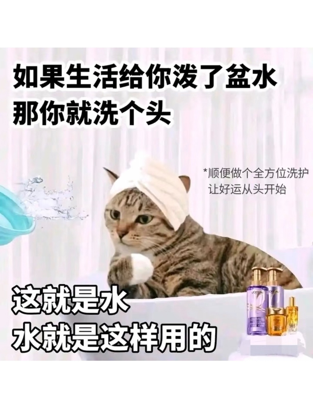 一些猫meme