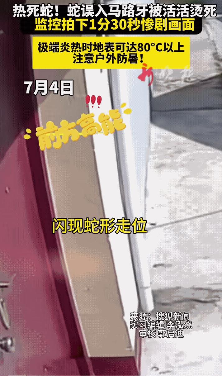 太惨了！7月4日，近日天气十分的炎热，太阳毒辣，此时一条蛇爬到了马路上竟被活活的