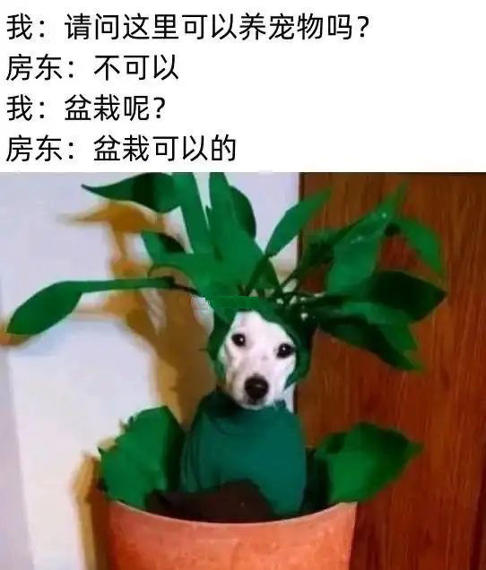 狗狗：我也是很无奈