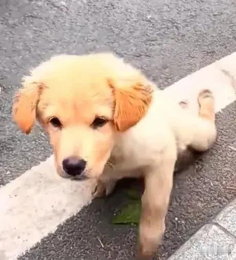 太可怜了！这天一位小姐姐去晨跑，当她跑到一条小路上的时候，看到非常凄惨的一幕，一