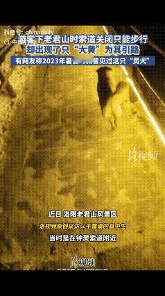 真的，有些时候，人类在大自然面前的脆弱，只有动物能懂。最近看到李先生在老君