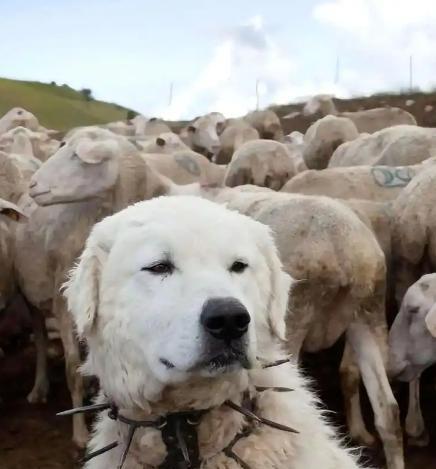 为什么狼群不敢袭击有牧羊犬的羊群？一位牧民解释说，在野外，如果狼攻击牧羊犬，这些