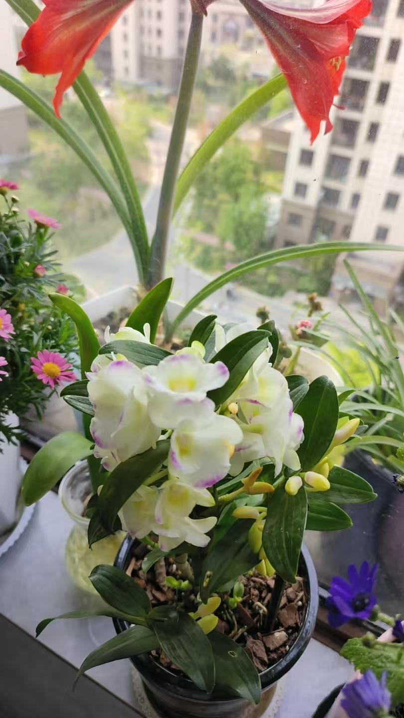 我们夫妻酷爱养花，阳台上的花儿很多，但没有名贵花木，都是些好伺候不娇贵的花草。