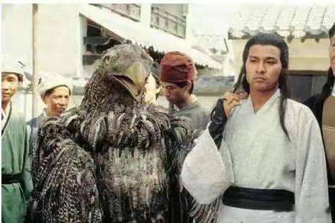本来一直觉得神雕侠侣的雕太假了看到了这幅图才知道电视剧里的精明多了😂​