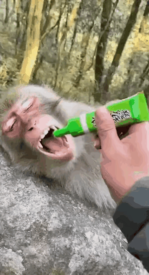 猴哥习惯了两脚兽喂食，那甜甜的酸奶美味的香蕉总时能准时送入它的口中，它也懒得爬树