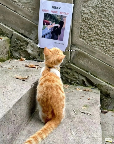 喵喵表示无语，猫：现在谣言连猫都不放过了了吗？