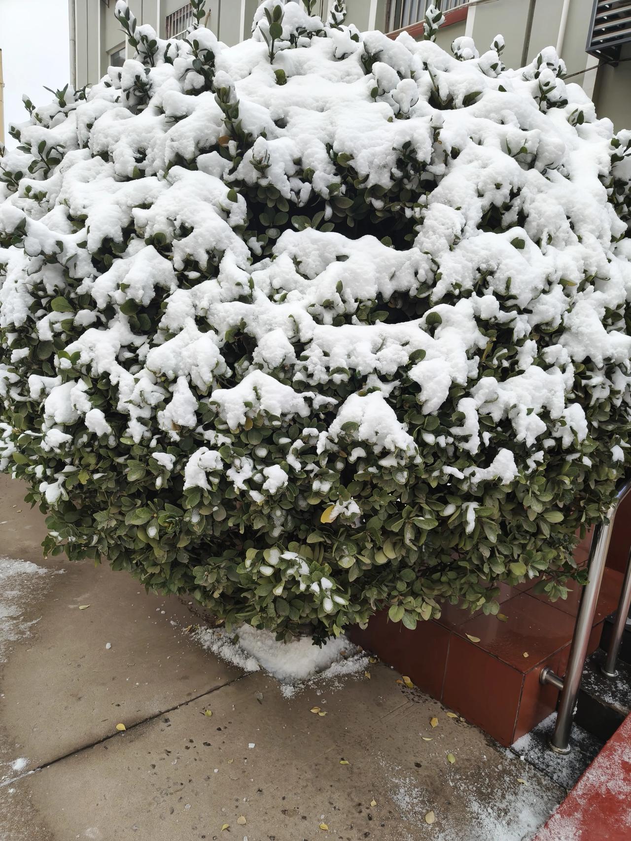 发一张你的城市下雪的照片