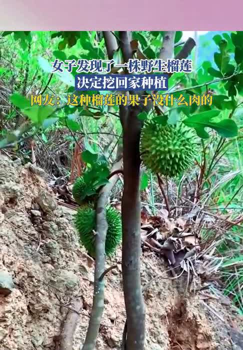 女子发现了一株野生榴莲，决定挖回家种植。网友：这种榴莲的果子没什么肉的。