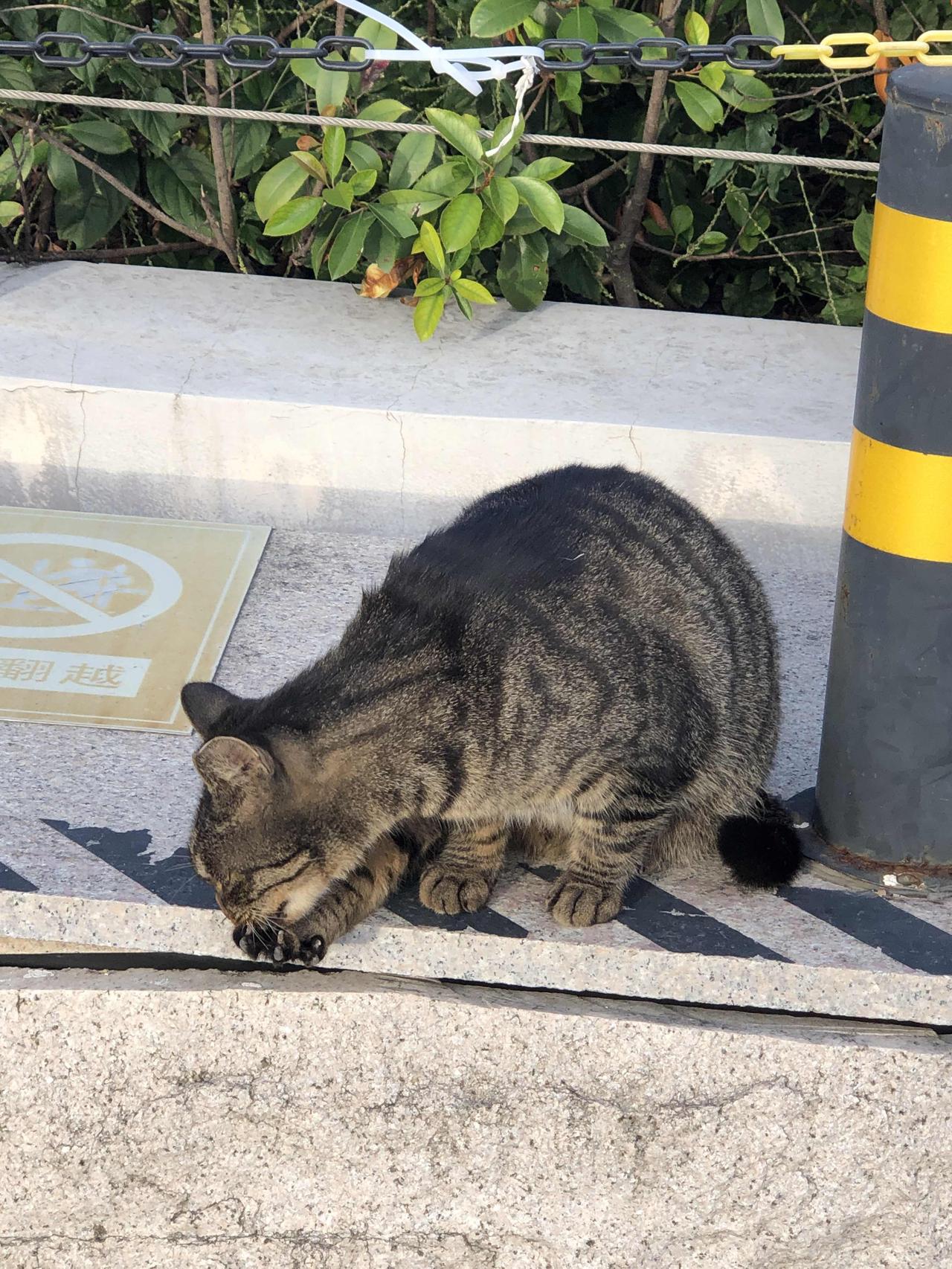 中华狸花猫确实是猫界扛把子。在城市生活这么多年，依然保持非常纯的强势基因。看看这