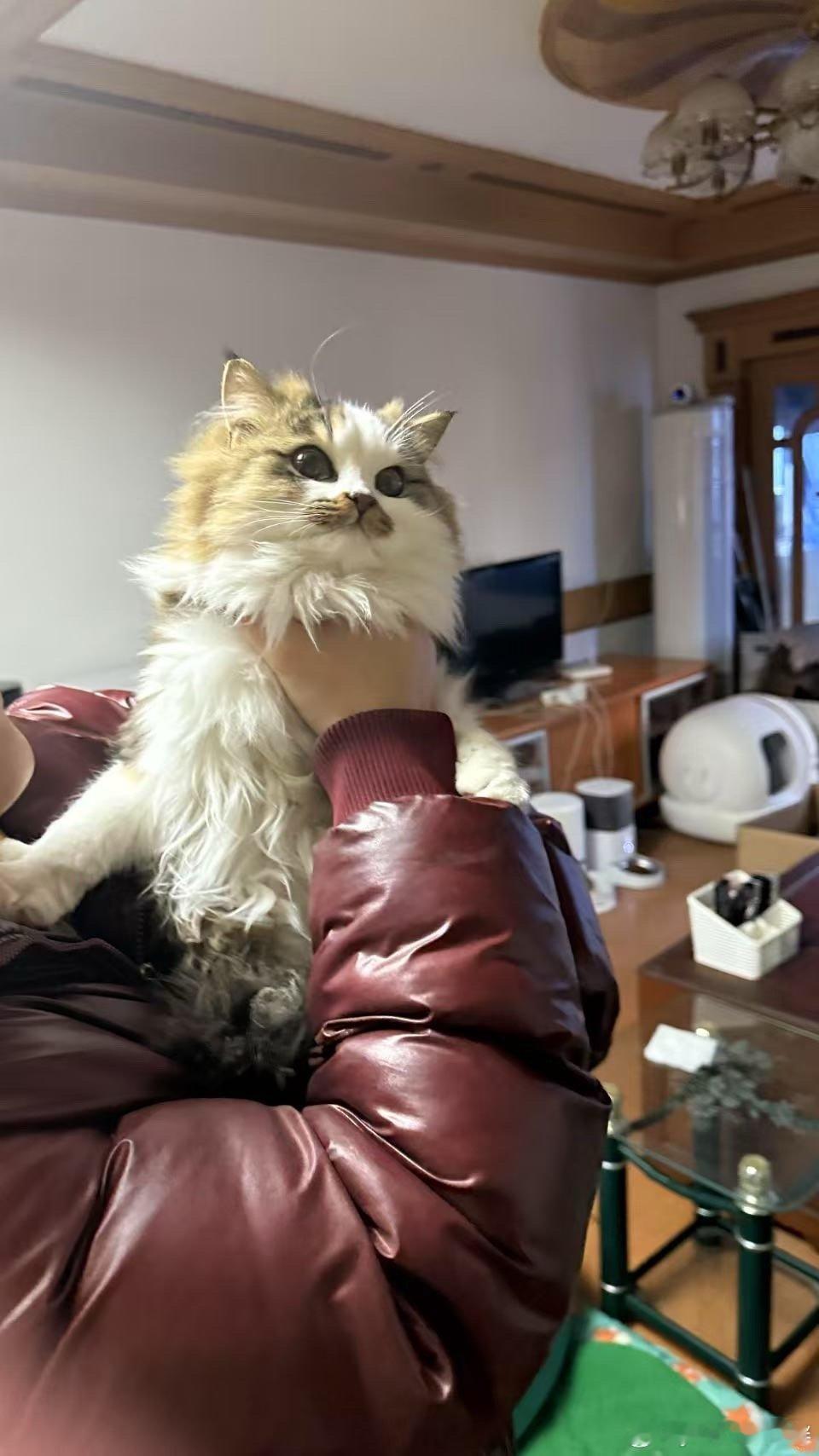 朋友问我要不要再养一只猫猫，是我之前见过的一个宝宝也特别可爱，我其实是想养的可以