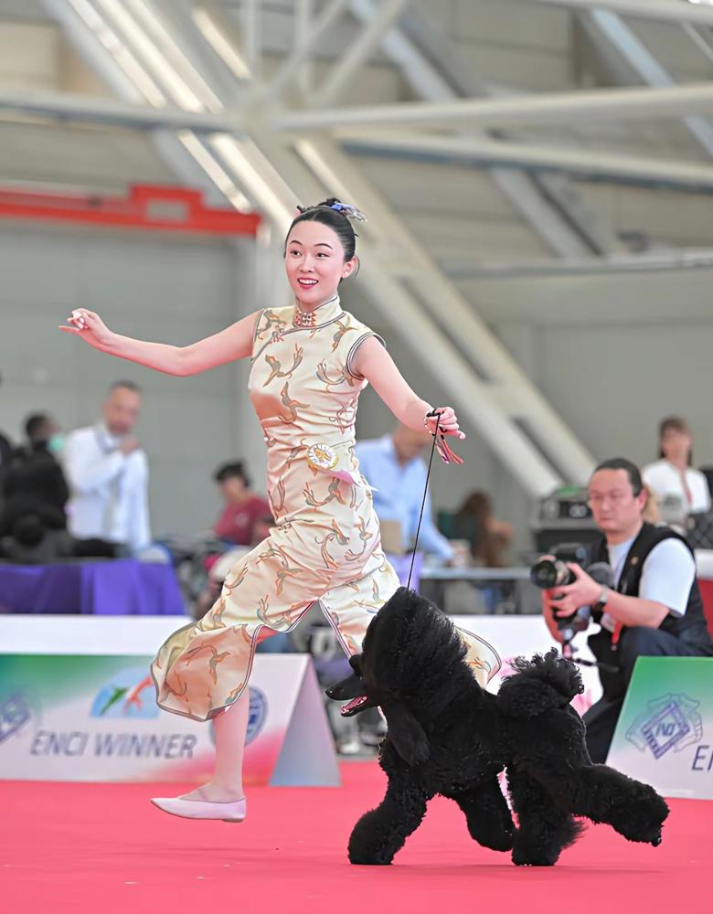 霍思燕的狗拿了世界冠军。不是一只，是一群。西施犬，135年来第一个拿国际