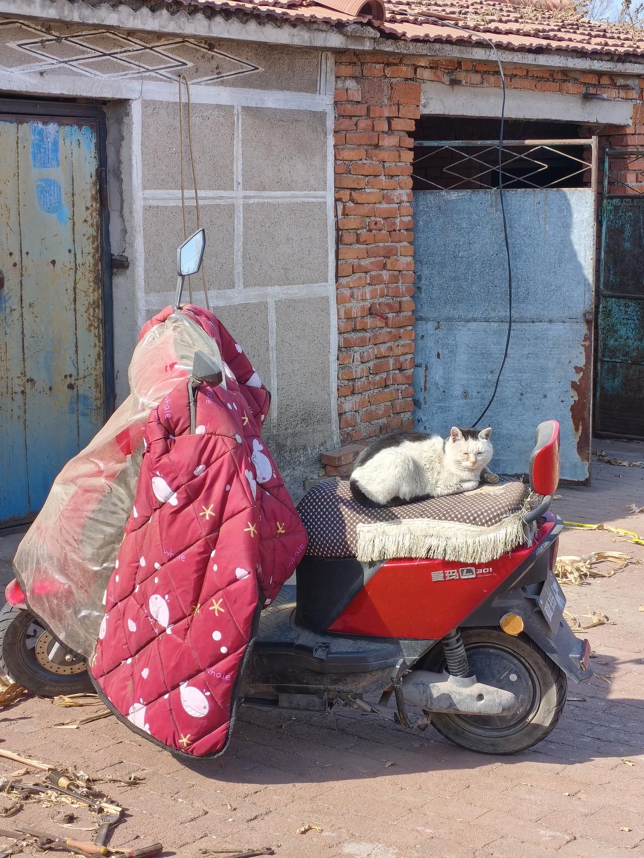 看这猫会选地方吧！