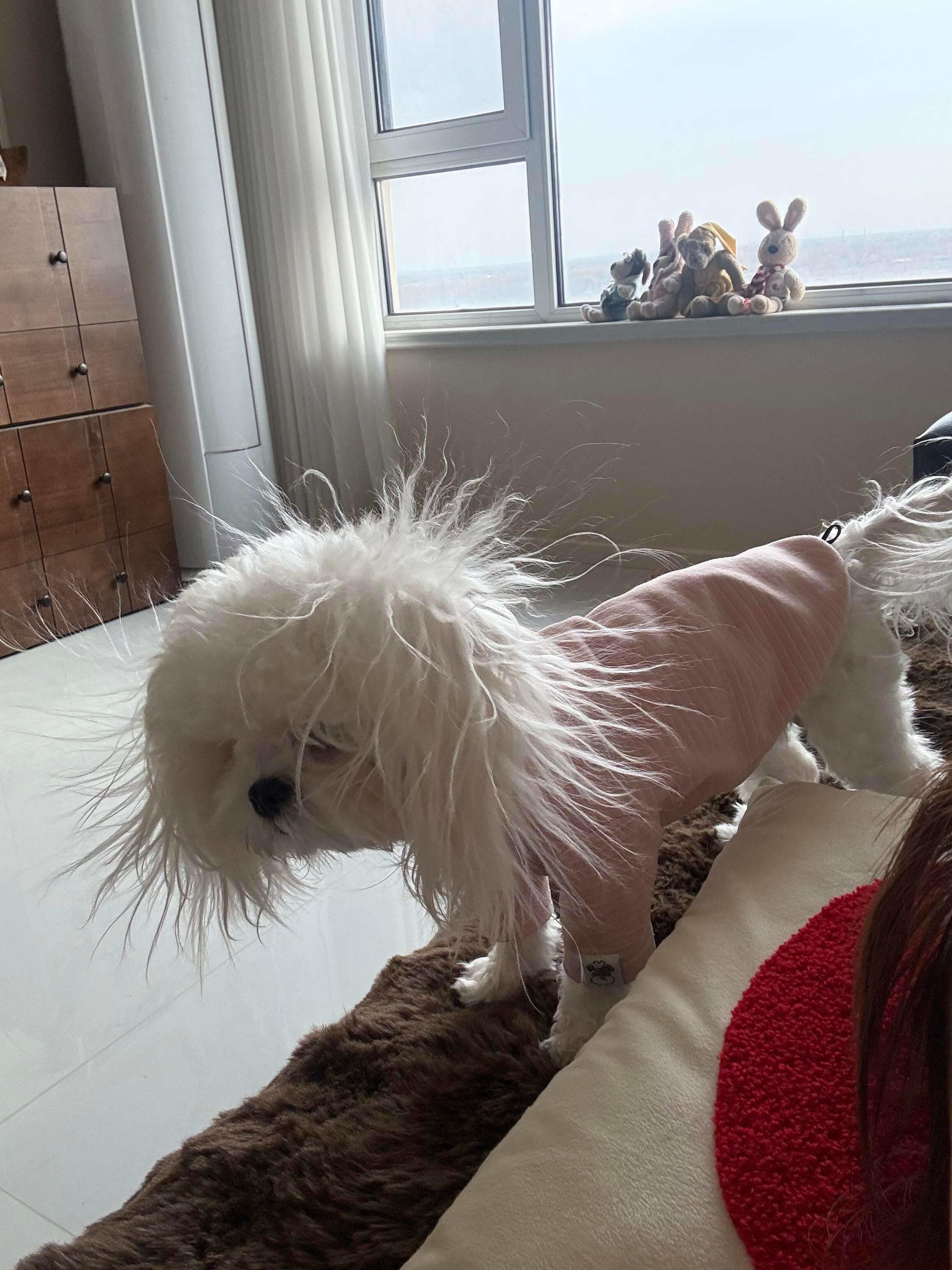 聚酯纤维给狗子真毛烫发了