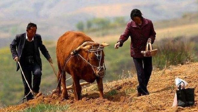 人均种田_农民种田图片(2)