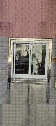 主人出门忘带钥匙，急得直跺脚，情急之下喊家里的胖猫帮忙开窗。本以为只是随口一试