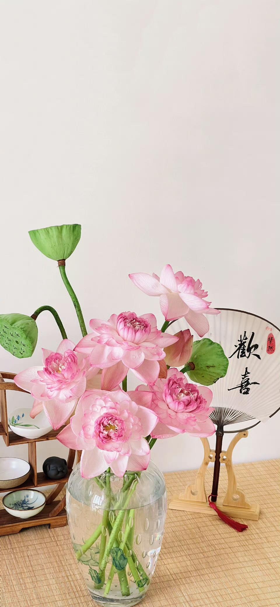 🪷夏日荷花