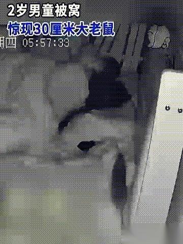 凌晨六点。我一伸手，摸到一团温热的、毛茸茸的、还在动的东西。就在我儿子脸旁边