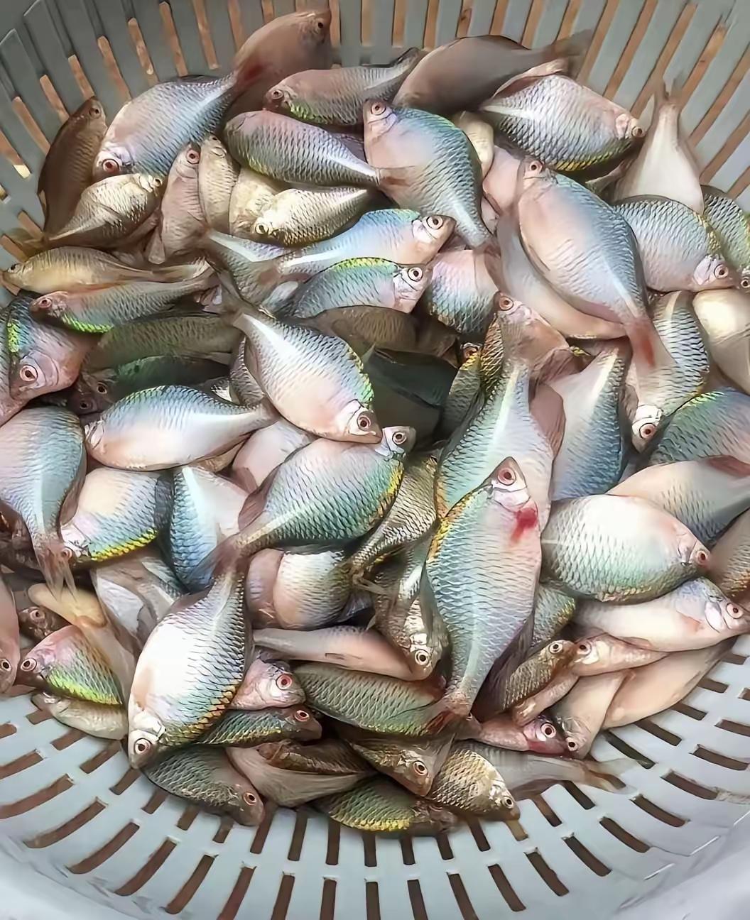 这叫什么鱼，原来小时候，村里的小河沟里有，现在也看不到了。有知道的吗？