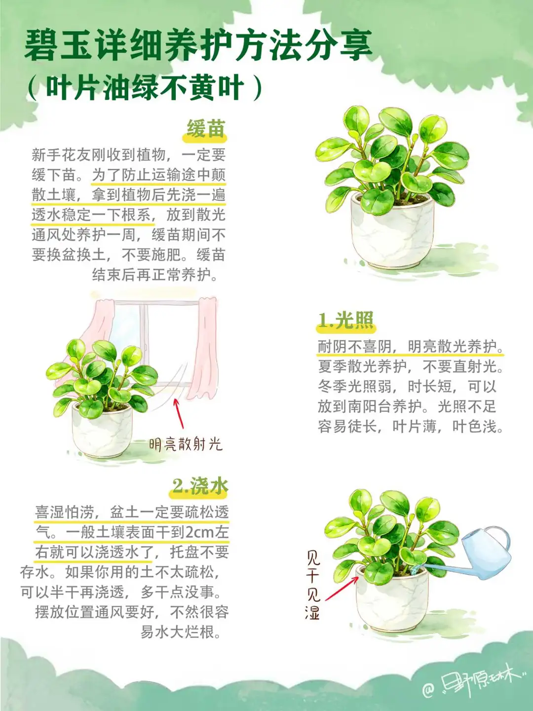 碧玉（豆瓣绿）详细养护方法分享