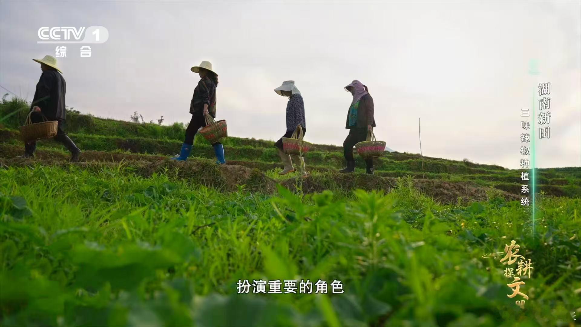 从田螺到辣椒，湖南人用自己的方式诠释了农耕文化的魅力。这种独特的种植方法，不仅种