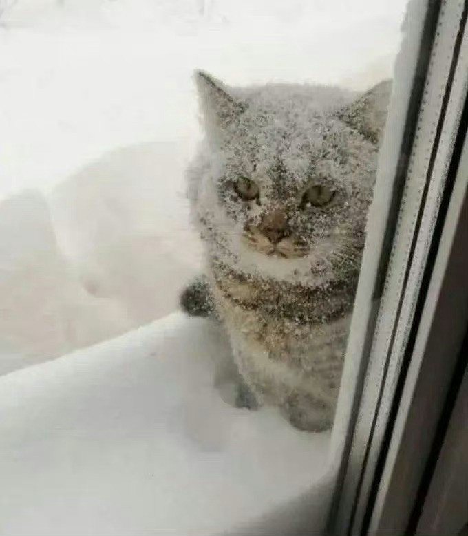 猫咪：下大雪了，可以到你家避避雪吗🥺