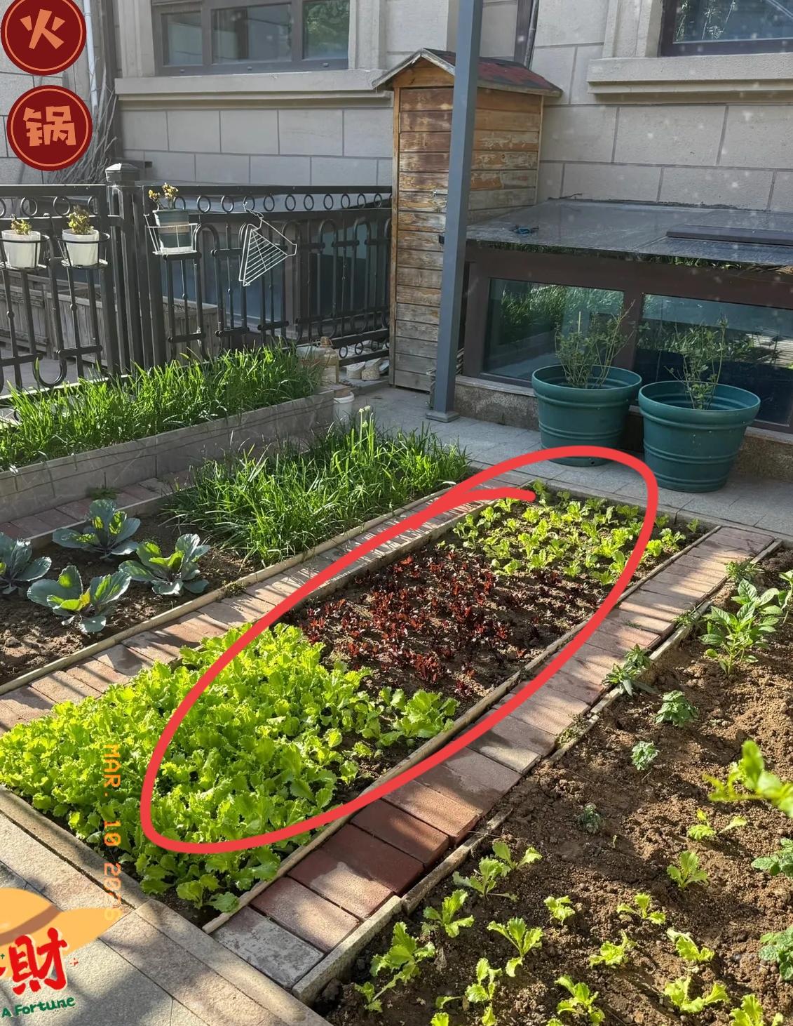 梅婷在北京那套近亿的别墅里，最金贵的不是装修，是公婆打理的400平菜园，一年能出