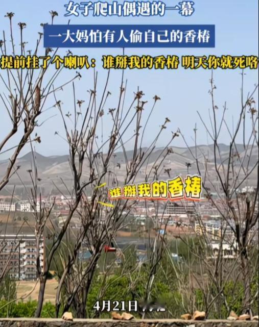 这是被偷了多少次，发飙了！河北，一大妈怕有人偷自己的香椿，提前在树上挂了个喇