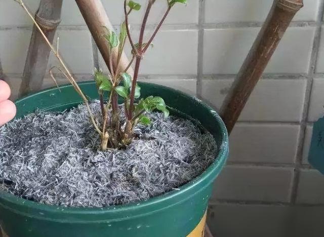 农村娃藏了几十年的养花绝活儿，居然火到全网疯传！最近好多花友扒出，农村烧柴、稻草