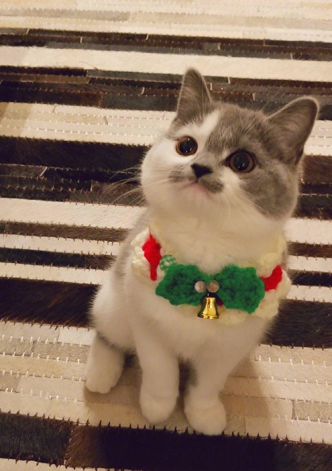 被小表情萌到啦～想偷猫555