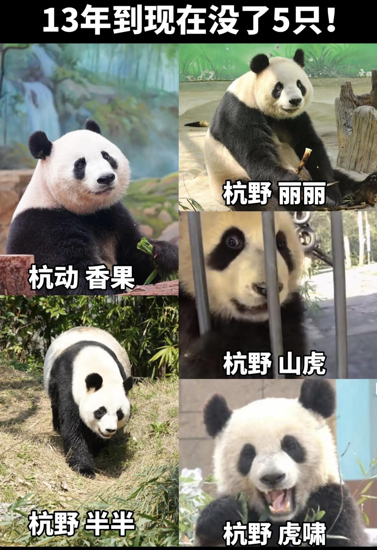 “整顿”二字太苍白！自13年以来，出差杭州去世的大熊猫有5只，虎啸、山虎年纪轻轻