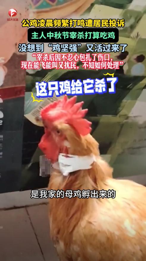 “活久见！”10日报道，贵州贵阳，一女子养的公鸡喜欢凌晨2点打鸣，邻居们苦不堪言
